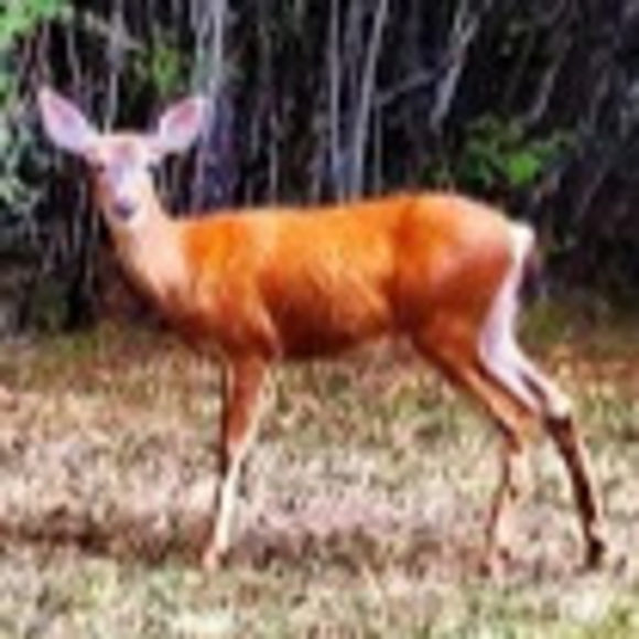 Meet your Posher, Benjamin - Picture 1 of 1